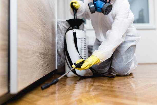 Best Wasp Removal Services  in Jackson, WI