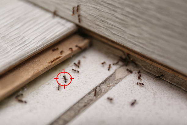 Trusted Jackson, WI Pest Control Experts