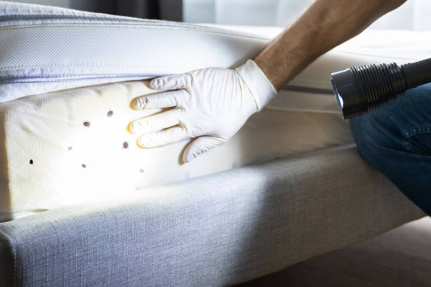Best Local Pest Control Services  in Jackson, WI