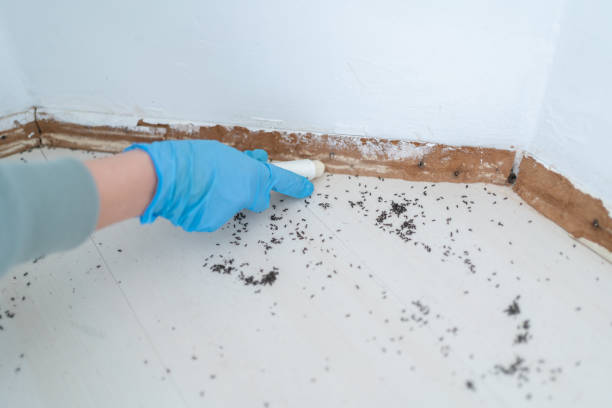 Best Insect Control  in Jackson, WI
